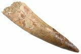 Fossil Spinosaurus Tooth - Real Dinosaur Tooth #345906-1